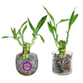 Lucky Bamboo in 3" Glass containers
